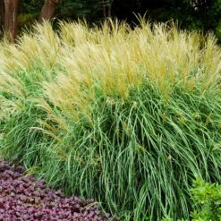 Fast Growing Trees Adagio Maiden Grass Ornamental Grasses