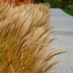 Fast Growing Trees Adagio Maiden Grass Ornamental Grasses