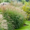 Fast Growing Trees Adagio Maiden Grass Ornamental Grasses