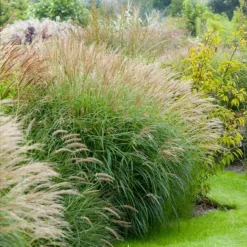 Fast Growing Trees Adagio Maiden Grass Ornamental Grasses