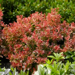 Fast Growing Trees Admiration Barberry Shrub 8 Fast Growing Trees Admiration Barberry Shrub
