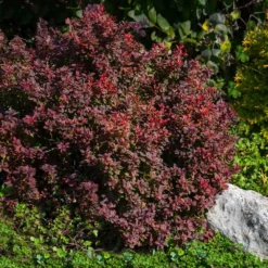 Fast Growing Trees Admiration Barberry Shrub 9 Fast Growing Trees Admiration Barberry Shrub