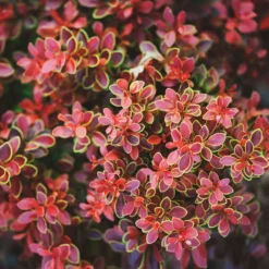 Fast Growing Trees Admiration Barberry Shrub