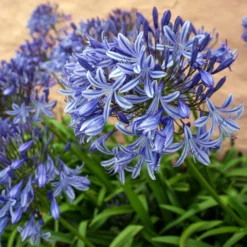 Fast Growing Trees Blue Agapanthus (Lily Of The Nile) See All Shrubs & Hedges