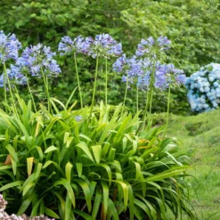 Fast Growing Trees Blue Agapanthus (Lily Of The Nile) See All Shrubs & Hedges