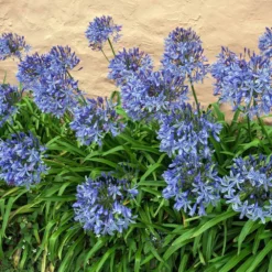Fast Growing Trees Blue Agapanthus (Lily Of The Nile) See All Shrubs & Hedges