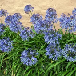 Fast Growing Trees Blue Agapanthus (Lily Of The Nile) See All Shrubs & Hedges