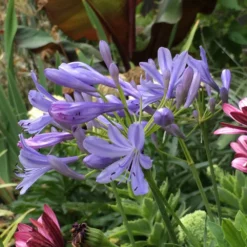 Fast Growing Trees Neverland Lily Of The Nile Plant