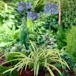 Fast Growing Trees Neverland Lily Of The Nile Plant