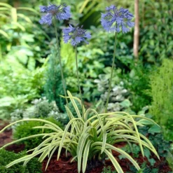 Fast Growing Trees Neverland Lily Of The Nile Plant