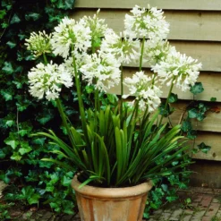 Fast Growing Trees See All Shrubs & Hedges White Agapanthus
