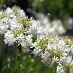 Fast Growing Trees See All Shrubs & Hedges White Agapanthus