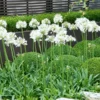 Fast Growing Trees See All Shrubs & Hedges White Agapanthus 2 Fast Growing Trees See All Shrubs & Hedges White Agapanthus