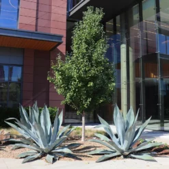 Fast Growing Trees See All Shrubs & Hedges Blue American Agave Plant