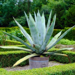 Fast Growing Trees See All Shrubs & Hedges Blue American Agave Plant