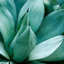 Fast Growing Trees See All Shrubs & Hedges Blue American Agave Plant