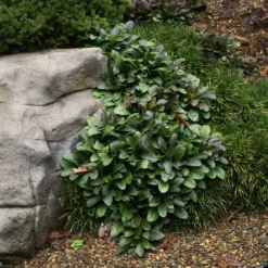 Fast Growing Trees Chocolate Chip Ajuga Plant