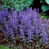 Fast Growing Trees Chocolate Chip Ajuga Plant 1 Fast Growing Trees Chocolate Chip Ajuga Plant