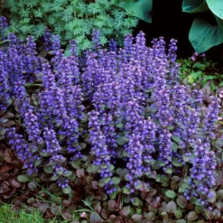 Fast Growing Trees Chocolate Chip Ajuga Plant