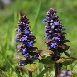Fast Growing Trees Chocolate Chip Ajuga Plant