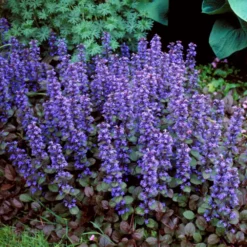 Fast Growing Trees Chocolate Chip Ajuga Plant