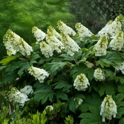 Fast Growing Trees Hydrangea Shrubs Alice Oakleaf Hydrangea