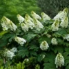 Fast Growing Trees Hydrangea Shrubs Alice Oakleaf Hydrangea