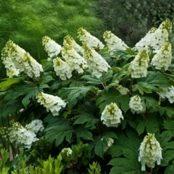Fast Growing Trees Hydrangea Shrubs Alice Oakleaf Hydrangea