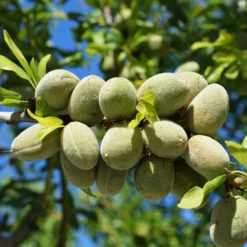 Fast Growing Trees All-in-One Almond Tree Nut Trees
