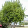 Fast Growing Trees See All Fruit Trees Allspice Tree 1 Fast Growing Trees See All Fruit Trees Allspice Tree