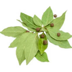 Fast Growing Trees See All Fruit Trees Allspice Tree