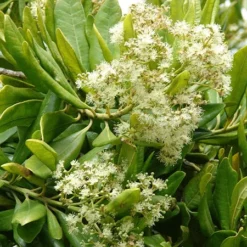 Fast Growing Trees See All Fruit Trees Allspice Tree