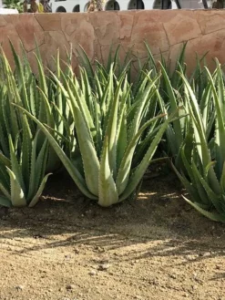 Fast Growing Trees Aloe Vera Plant