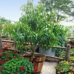 Fast Growing Trees Alphonso Mango Mango Trees 10 Fast Growing Trees Alphonso Mango Mango Trees