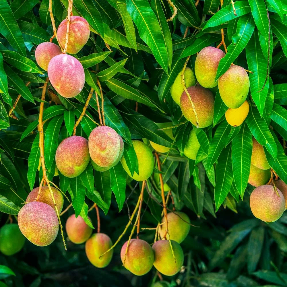 Fast Growing Trees Alphonso Mango Mango Trees 6 Fast Growing Trees Alphonso Mango Mango Trees
