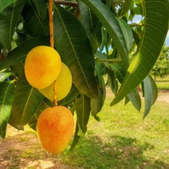 Fast Growing Trees Alphonso Mango Mango Trees