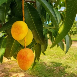 Fast Growing Trees Mango Kit