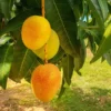 Fast Growing Trees Alphonso Mango Mango Trees 1 Fast Growing Trees Alphonso Mango Mango Trees