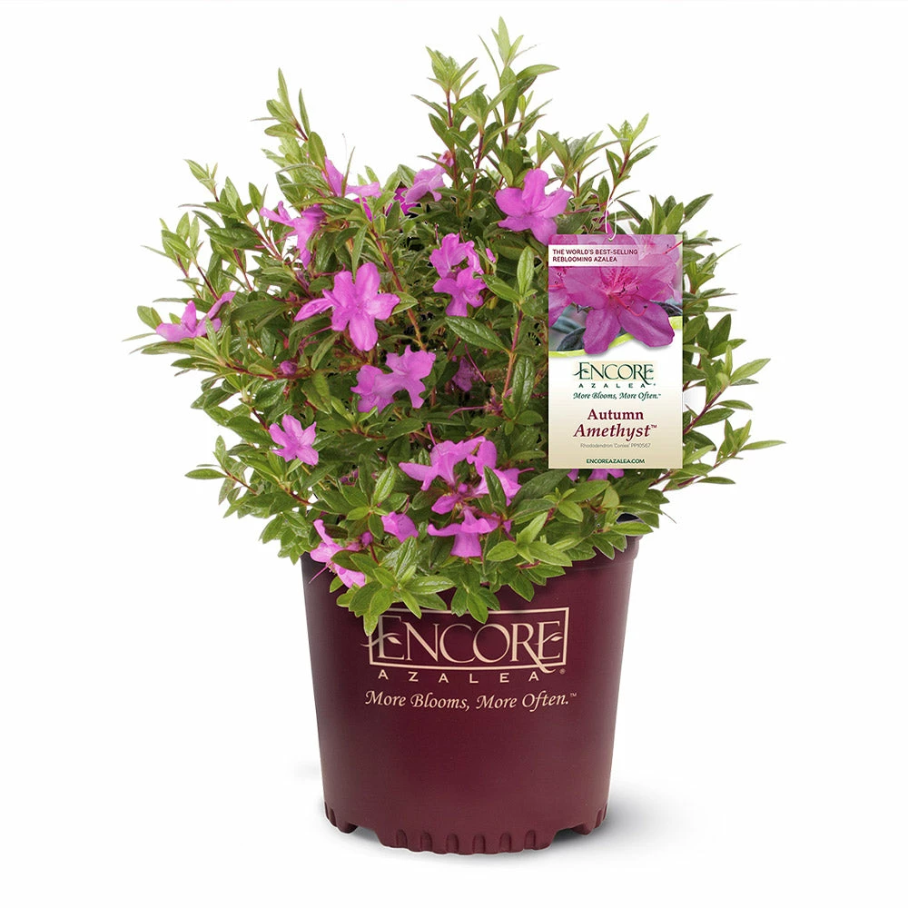 Fast Growing Trees Autumn Amethyst™ Encore® Azalea 5 Fast Growing Trees Autumn Amethyst™ Encore® Azalea