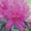 Fast Growing Trees Autumn Amethyst™ Encore® Azalea 2 Fast Growing Trees Autumn Amethyst™ Encore® Azalea