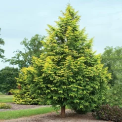 Fast Growing Trees Amber Glow™ Redwood Tree See All Shade Trees