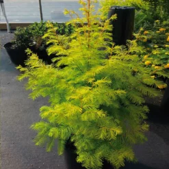 Fast Growing Trees Amber Glow™ Redwood Tree See All Shade Trees