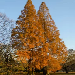 Fast Growing Trees Amber Glow™ Redwood Tree See All Shade Trees