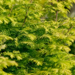 Fast Growing Trees Amber Glow™ Redwood Tree See All Shade Trees