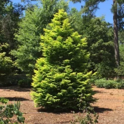 Fast Growing Trees Amber Glow™ Redwood Tree See All Shade Trees