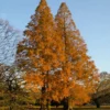 Fast Growing Trees Amber Glow™ Redwood Tree See All Shade Trees 1 Fast Growing Trees Amber Glow™ Redwood Tree See All Shade Trees