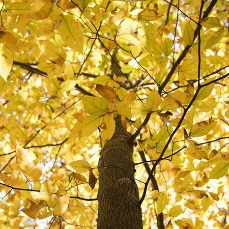 Fast Growing Trees American Beech See All Shade Trees 5 Fast Growing Trees American Beech See All Shade Trees