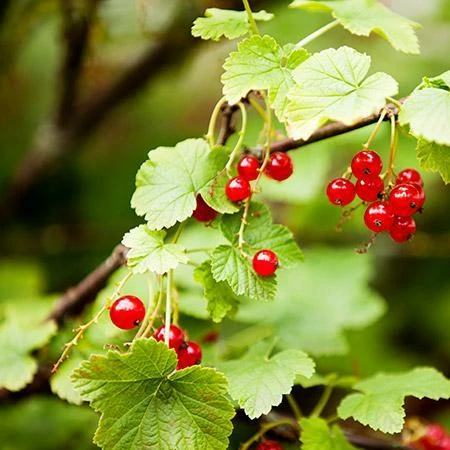 Fast Growing Trees American Cranberry 4 Fast Growing Trees American Cranberry