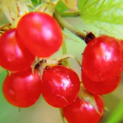 Fast Growing Trees American Cranberry 8 Fast Growing Trees American Cranberry