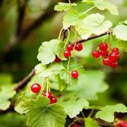 Fast Growing Trees American Cranberry